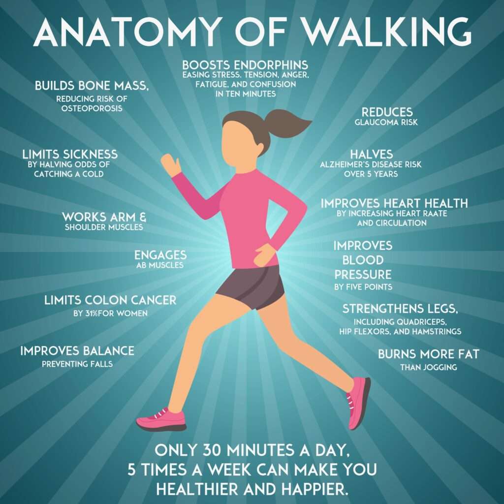 anatomy of walking